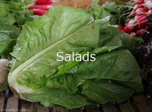 Salades