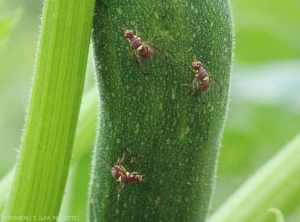 Females laying eggs on zucchini.  <i><b>Dacus ciliatus<i></b>.