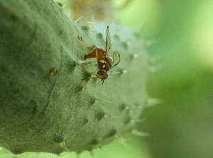 Female laying eggs on cucumber.  <i><b>Dacus ciliatus</i></b>.