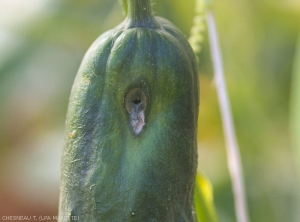 Observable damage after cucurbit fly eggs on cucumber.  <b><i>Dacus ciliatus</b></i>.