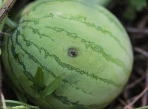 Observable damage after Cucurbitaceae fly eggs on melon.  <b><I>Dacus ciliatus</i></b>.