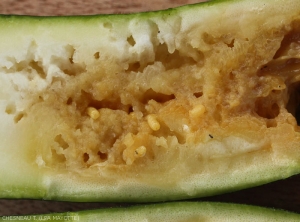 Damage and cucurbit fly larvae inside a zucchini.  <b><i>Dacus ciliatus</b></i>.