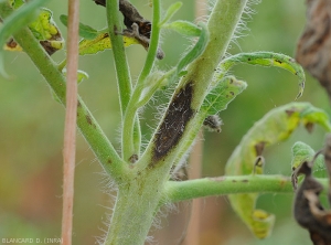 Extensive, blackish, elongated lesion on tomato apex.  <i><b>Corynespora cassiicola</i></b> (corynesporiosis)