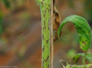 Numerous small, brownish, elongated, necrotic lesions dot this tomato stem.  <i><b>Corynespora cassiicola</b></i> (corynesporiosis)