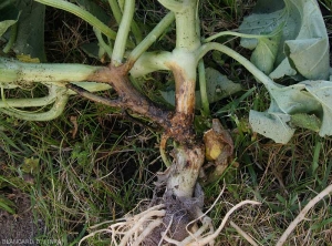 The lower part of the 2 branches of this melon foot is altered over several centimeters, the injured tissues are moist and brownish.  <i><b>Didymella bryoniae</b></i> (gummy stem blight)