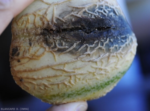 A large moist, dark brown to blackish lesion gradually extends over this partially split melon.  <i><b>Didymella bryoniae</b></i> (black rot)