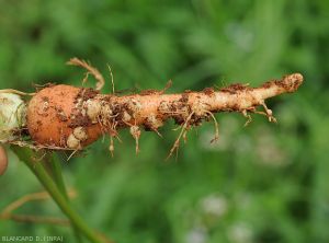 Meloidogyne-carotte