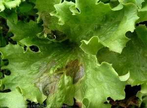 A large spot has developed on a lower leaf of this lettuce stalk.  First wet, it quickly necrosed, the tissues took on a greenish to greyish-brown hue, while certain veins show a reddish color.  <i><b>Rhizoctonia solani</i></b> (Leaf Rhizoctonia - web-blight)