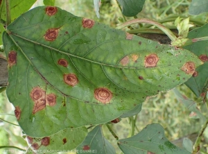 Advanced leaf spots on bean leaves.  Note the well marked concentric patterns.  <i><b>Corynespora cassiicola</b></i> (corynesporiosis)