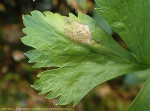 Large beigeish lesion on the upper surface of a celery leaf.  <i><b>Myrothecium</i> sp.</b>