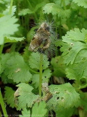 Several coriander leaves are more or less affected by progressively browning moist lesions.  <i><b>Choanephora cucurbitarum</b></i> (Choanephora rot)