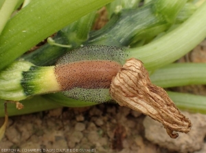 After settling the petals, <i><b>Choanephora cucurbitarum</b></i> generates a brown rot at the end of this young zucchini fruit and sporulates there abundantly.  (Choanephora rot, cucurbit flower blight)