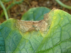 Circular moist lesion on the periphery, brown to necrotic in the center developing on the edge of the lamina of a cucumber leaf.  <b><i>Didymella bryoniae</i></b> (gummy stem cankers)