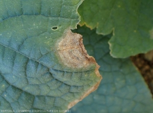 Perithecia and black pycnidia dot this necrotic lesion initiated at the periphery of the blade of a cucumber leaf.  These are the fruiting bodies of <b><i>Didymella bryoniae</i></b>.
