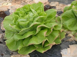 Necrose-apicale-salades1