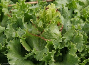 Necrose-apicale-salade2