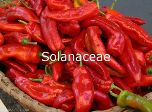 Solanacees