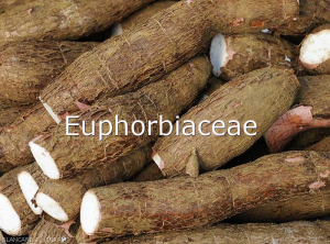 Euphorbiacées