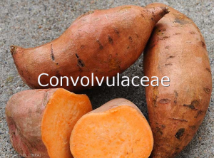 Convolvulacées