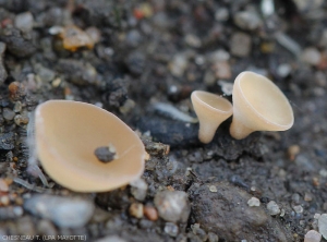 Sclerotinia1