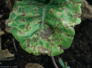 Several angular spots, delimited by the veins, light brown, are at the origin of the partial chlorosis of the lamina.  <b><i>Septoria lactucae</i></b> (septoria)