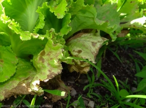 The lower leaves of this lettuce show several rather angular, brown and necrotic lesions.  The leaf blade is also chlorotic.  <b><i>Septoria lactucae</i></b> (septoria)