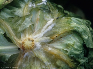Several lower leaves of this lettuce are more or less rotting, both the leaf blade and the midrib.  Dense white mycelium gradually covers partially decomposed leaf tissue.  (<i><b>Sclerotinia sclerotiorum</i></b>)