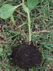 A brown canker and lighter in its center, rather dry and well defined, surrounds the base of these pepper plants.  <i><b>Rhizoctonia solani</b></i>