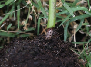 Detail of a brown canker and lighter in its center, rather dry and well defined, encircling the lower part of the stem with a foot of pepper.  <i><b<Rhizoctonia solani</i></b>