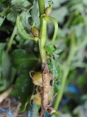 Aerial tubercles form in the leaf axils of potato plants affected by <i><b>Rhizoctonia solani</i></b>.