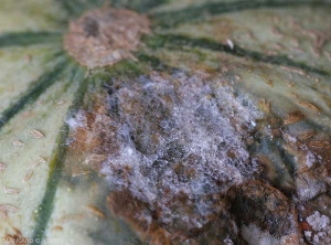 This lesion on melon fruit is partially covered by mycelium of <b><i>Rhizoctonia solani</i></b>.