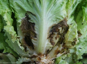 Brown lesions located on each side of the main vein are clearly visible on the blade of this lettuce leaf.  (<i><b>Rhizoctonia solani</b></i>)