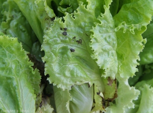 Rhizoctonia-Salade5