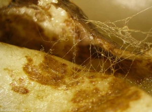Detail of the translucent to brown mycelium produced by <i><b>Rhizoctonia solani</i></b> on or near damaged tissue.