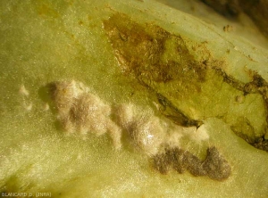 These ill-defined, progressively browning masses along the midrib of this lettuce leaf are pseudosclerotia of <i><b>Rhizoctonia solani</b></i>.