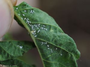 Cochenille-Piment-Guyane3