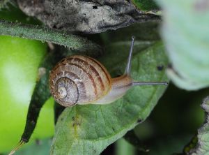 Escargot-Tomate1