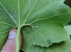 Cochenille-Courge-serpent