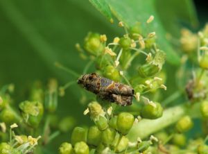 <i> Lobesia botrana </i> adult on vine inflorescence