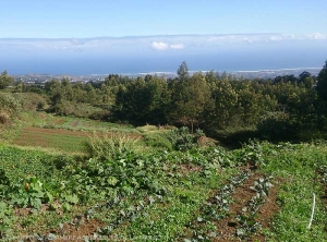 Organic market gardening in the heights of Tampon - Reunion (+/- 1400 m altitude) 