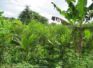 Associated and multi-storey crops: sweet potato, ambergris, banana and coconut in Mayotte 