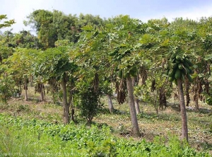 Associated vegetable and fruit crops, spatial and temporal management (Reunion) 