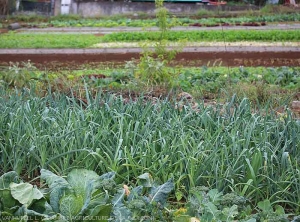 Diversification, association and crop rotation: Brassicaceae, Alliaceae, Solanaceae, Asteraceae (Reunion) 