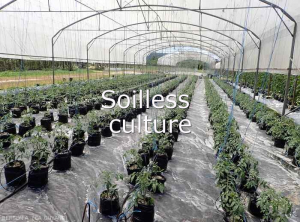 Diagnostic-Culture-hors-sol