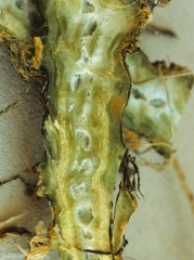By cutting the stem longitudinally, it can be seen that the internal tissues are also altered.  They are more or less brown in places.  <b><i>Didymella bryoniae</i></b>.  (black rot)