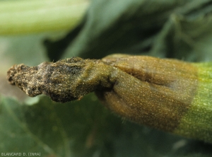 Detail of a moist dark brown lesion developing at the end of the fruit.  Note the pinching of the latter and its blackish coloring.  <i><b>Didymella bryoniae</b></i> (black rot on fruit)