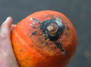 A moist, dark brown to black rot is developing on the part of this pumpkin in contact with the ground.  <b><i>Didymella bryoniae</i></b>.  (black rot)