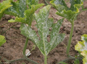 Oidium-Courgette7