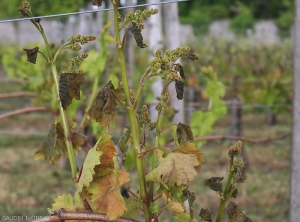 The young leaves and inflorescences of these twigs have taken on a blackish to brown tint and some frozen leaves appear to have been scalded.  It should be noted that the older leaves were less affected by the effects of frost but still locally present a brownish to bronze tint, and are more or less deformed.  <b> Frost damage </b>