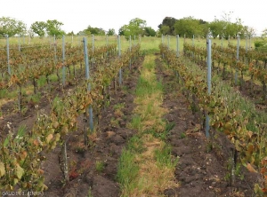 This plot was 100% affected by frost.  All young shoots are affected, taking a blackish to brown tint and some frozen leaves give the impression of having been scalded <b> Frost damage </b>